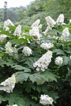 Snow Queen Oakleaf Hydrangea - 1 Gallon Pot -Plants Sales Store Hydrangea Oakleaf Snow Queen 10 1