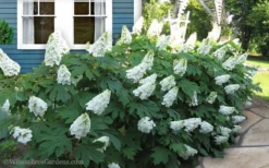 Snow Queen Oakleaf Hydrangea - 2 Gallon Pot 10 Snow Queen Oakleaf Hydrangea - 2 Gallon Pot -Plants Sales Store Hydrangea Oakleaf Snow Queen 11 2