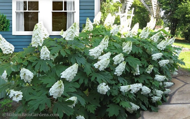 Snow Queen Oakleaf Hydrangea - 2 Gallon Pot 4 Snow Queen Oakleaf Hydrangea - 2 Gallon Pot - Image 4
