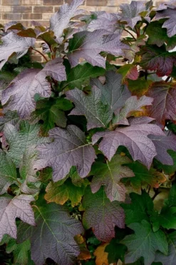 Snow Queen Oakleaf Hydrangea - 2 Gallon Pot 12 Snow Queen Oakleaf Hydrangea - 2 Gallon Pot -Plants Sales Store Hydrangea Oakleaf Snow Queen 3 2