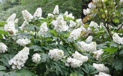 Snow Queen Oakleaf Hydrangea - 3 Gallon Pot -Plants Sales Store Hydrangea Oakleaf Snow Queen 6