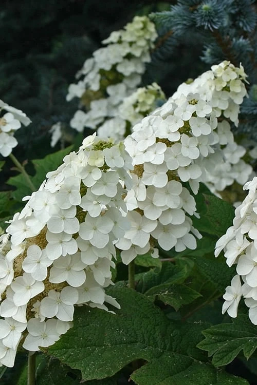 Snow Queen Oakleaf Hydrangea - 2 Gallon Pot 1 Snow Queen Oakleaf Hydrangea - 2 Gallon Pot