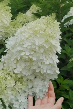 Phantom Hydrangea - 5 Gallon Pot 8 Phantom Hydrangea - 5 Gallon Pot -Plants Sales Store Hydrangea Phantom 20 3