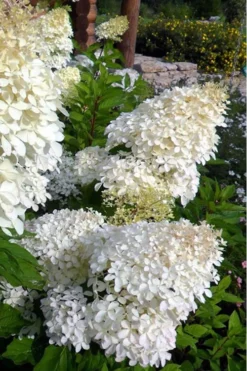 Phantom Hydrangea - 3 Gallon Pot -Plants Sales Store Hydrangea Phantom 500x750 2