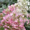 Pinky Winky Hydrangea - 3 Gallon Pot