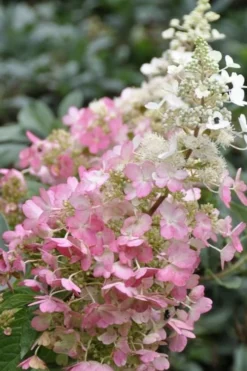 Pinky Winky Hydrangea - 3 Gallon Pot