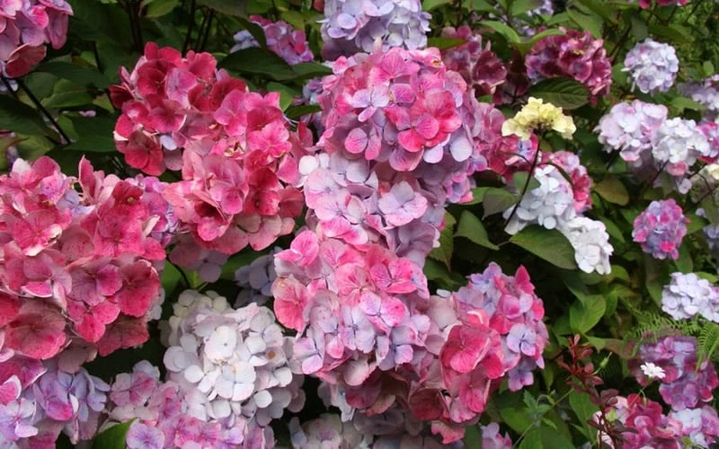 Preziosa Multi Color Hydrangea - 1 Gallon Pot 5 Preziosa Multi Color Hydrangea - 1 Gallon Pot - Image 5