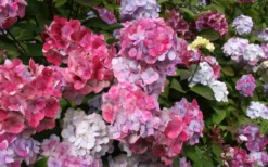 Preziosa Multi Color Hydrangea - 3 Gallon Pot 10 Preziosa Multi Color Hydrangea - 3 Gallon Pot -Plants Sales Store Hydrangea Preziosa 18