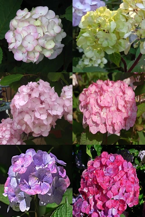Preziosa Multi Color Hydrangea - 3 Gallon Pot 4 Preziosa Multi Color Hydrangea - 3 Gallon Pot - Image 4