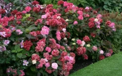 Preziosa Multi Color Hydrangea - 3 Gallon Pot 11 Preziosa Multi Color Hydrangea - 3 Gallon Pot -Plants Sales Store Hydrangea Preziosa 7