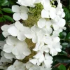 Semmes Beauty Oakleaf Hydrangea - 3 Gallon Pot