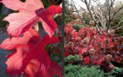 Semmes Beauty Oakleaf Hydrangea - 3 Gallon Pot -Plants Sales Store Hydrangea Semmes Beauty Fall Foliage Color