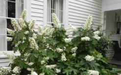 Semmes Beauty Oakleaf Hydrangea - 3 Gallon Pot -Plants Sales Store Hydrangea Semmes Beauty Home Foundation Planting