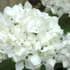 Sister Theresa Hydrangea - 1 Gallon Pot