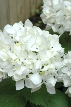 Sister Theresa Hydrangea - 1 Gallon Pot