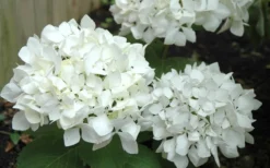 Sister Theresa Hydrangea - 3 Gallon Pot -Plants Sales Store Hydrangea Sister Theresa 50