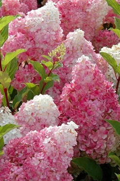 Strawberry Sundae Hydrangea - 1 Gallon Pot -Plants Sales Store Hydrangea Strawberry Sundae Flowers 3 1