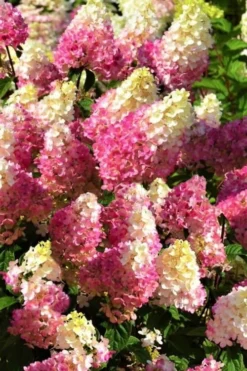 Strawberry Sundae Hydrangea - 1 Gallon Pot -Plants Sales Store Hydrangea Strawberry Sundae Flowers 5 1