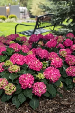 Summer Crush Endless Summer Hydrangea - 6 Gallon Pot 15 Summer Crush Endless Summer Hydrangea - 6 Gallon Pot -Plants Sales Store Hydrangea Summer Crush Endless Summer 3 3