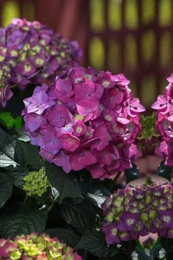 Summer Crush Endless Summer Hydrangea - 1 Gallon Pot 13 Summer Crush Endless Summer Hydrangea - 1 Gallon Pot -Plants Sales Store Hydrangea Summer Crush Endless Summer 4