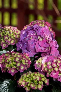 Summer Crush Endless Summer Hydrangea - 6 Gallon Pot 16 Summer Crush Endless Summer Hydrangea - 6 Gallon Pot -Plants Sales Store Hydrangea Summer Crush Endless Summer 5 3