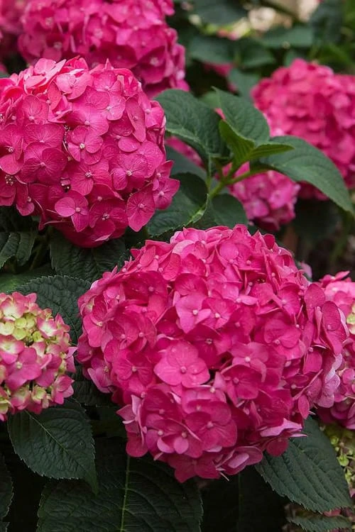 Summer Crush Endless Summer Hydrangea - 1 Gallon Pot 4 Summer Crush Endless Summer Hydrangea - 1 Gallon Pot - Image 4