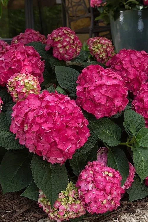 Summer Crush Endless Summer Hydrangea - 6 Gallon Pot (COPY) 9 Summer Crush Endless Summer Hydrangea - 6 Gallon Pot (COPY) - Image 9