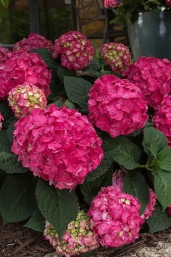 Summer Crush Endless Summer Hydrangea - 2 Gallon Pot -Plants Sales Store Hydrangea Summer Crush Endless Summer 7 2