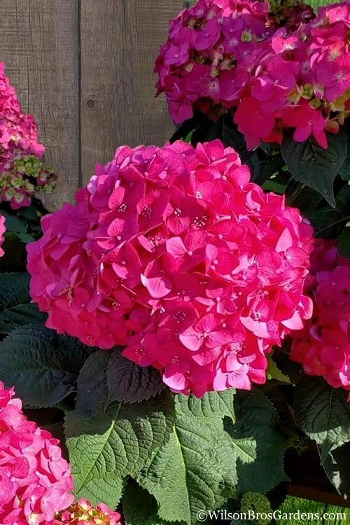 Summer Crush Endless Summer Hydrangea - 6 Gallon Pot (COPY) 1 Summer Crush Endless Summer Hydrangea - 6 Gallon Pot (COPY)