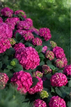 Summer Crush Endless Summer Hydrangea - 7 Gallon Pot -Plants Sales Store Hydrangea Summer Crush Endless Summer 9 5