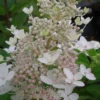 Tardiva Hydrangea - 3 Gallon Pot