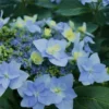 Tuff Stuff Ah-Ha Mountain Hydrangea - 3 Gallon Pot