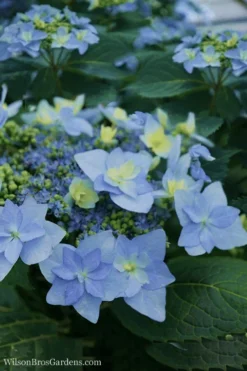 Tuff Stuff Ah-Ha Mountain Hydrangea - 3 Gallon Pot
