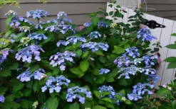 Twist-N-Shout Endless Summer Hydrangea - 3 Gallon Pot -Plants Sales Store Hydrangea Twist N Shout Blue Flowers 3