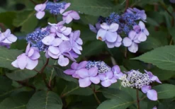Twist-N-Shout Endless Summer Hydrangea - 3 Gallon Pot -Plants Sales Store Hydrangea Twist N Shout Lavender Flowers 2