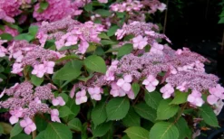 Twist-N-Shout Endless Summer Hydrangea - 3 Gallon Pot -Plants Sales Store Hydrangea Twist N Shout Pink Flowers 2