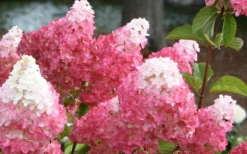 Vanilla Strawberry Hydrangea - 3 Gallon Pot -Plants Sales Store Hydrangea Vanilla Strawberry 3