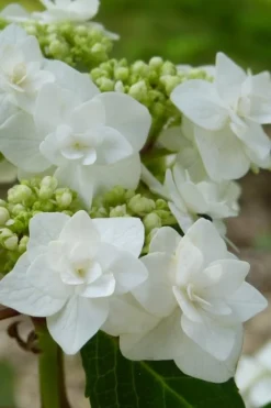 Double Delights Wedding Gown Lacecap Hydrangea - 3 Gallon Pot -Plants Sales Store Hydrangea Wedding Gown 23