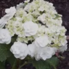 Double Delights Wedding Gown Lacecap Hydrangea - 3 Gallon Pot