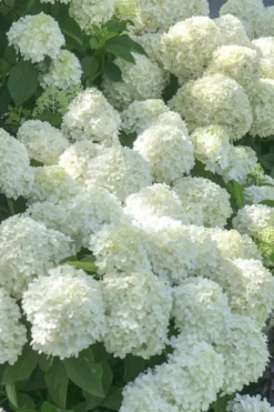 White Wedding Hydrangea - 2 Gallon Pot -Plants Sales Store Hydrangea White Wedding 5 x750