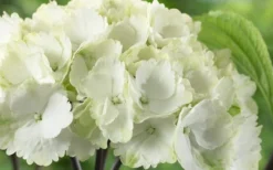Zebra Hydrangea - 3 Gallon Pot 12 Zebra Hydrangea - 3 Gallon Pot -Plants Sales Store Hydrangea Zebra 3 1