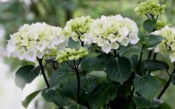 Zebra Hydrangea - 1 Gallon Pot -Plants Sales Store Hydrangea Zebra Flowers