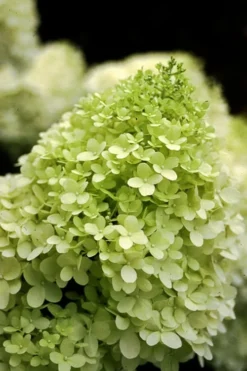 Limelight PeeGee Hydrangea - 7 Gallon Pot (3-4') 12 Limelight PeeGee Hydrangea - 7 Gallon Pot (3-4') -Plants Sales Store Hydrangea limelightf BS
