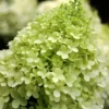 Limelight PeeGee Hydrangea - 6 Pack Of 1 Gallon Pots
