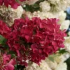 Diamond Rouge Hydrangea - 3 Gallon Pot
