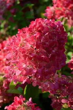 Diamond Rouge Hydrangea - 3 Gallon Pot -Plants Sales Store Hydrangia Diamond Rouge 5