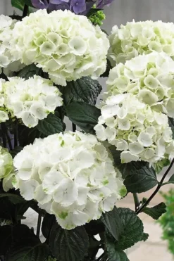 Zebra Hydrangea - 3 Gallon Pot 10 Zebra Hydrangea - 3 Gallon Pot -Plants Sales Store Hydrangrea Zebra 12 1