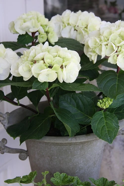 Zebra Hydrangea - 3 Gallon Pot 5 Zebra Hydrangea - 3 Gallon Pot - Image 5