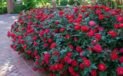 Red Double Knock Out Rose - 5 Gallon Pot 9 Red Double Knock Out Rose - 5 Gallon Pot -Plants Sales Store Knock Out Rose Double Red 7