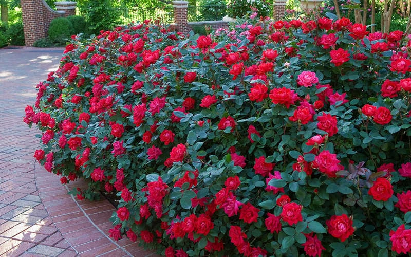Red Double Knock Out Rose - 5 Gallon Pot 4 Red Double Knock Out Rose - 5 Gallon Pot - Image 4